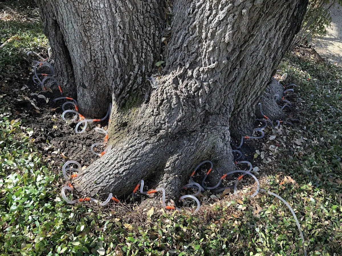 Detailed Tree Cabling and Bracing job site in Conneaut Lake