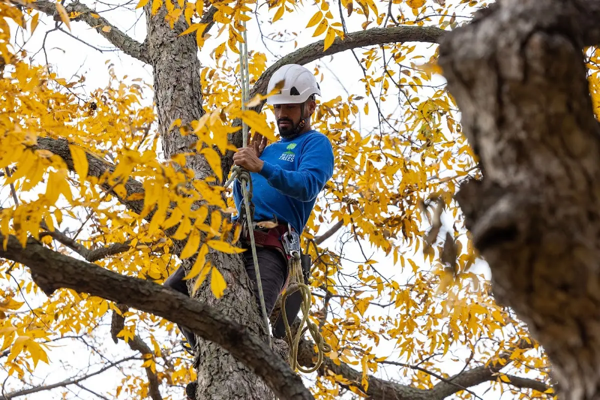 Skilled Tree Pruning crew working in Conneaut Lake