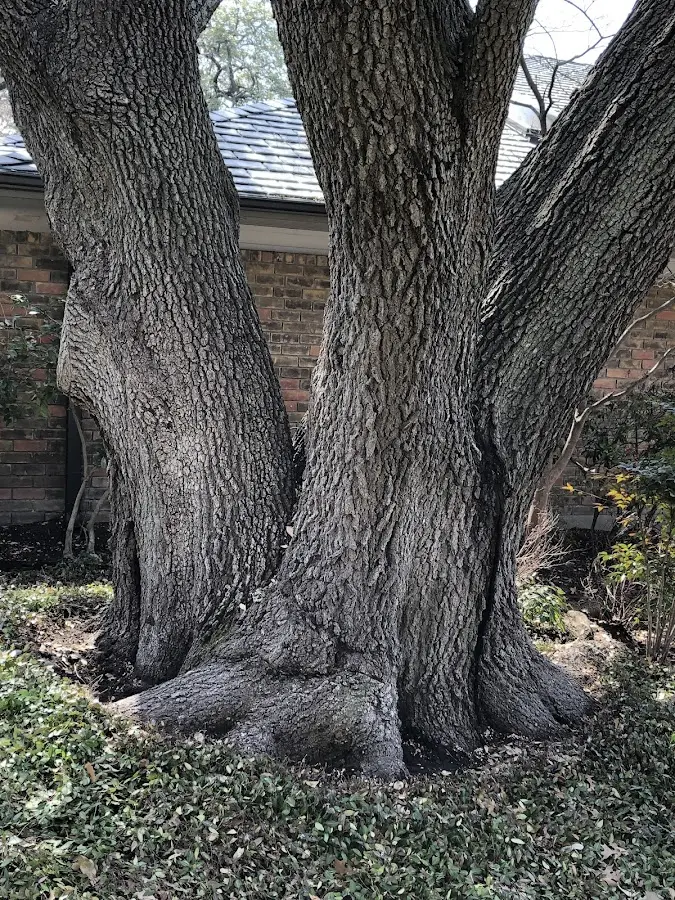 Mature heritage tree close to a Conneaut Lake property cared for by certified arborists